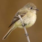 Hammond's Flycatcher - Bird Species | Frinvelis jishebi | ფრინველის ჯიშები