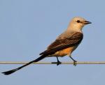 Scissor-tailed Flycatcher - Bird Species | Frinvelis jishebi | ფრინველის ჯიშები