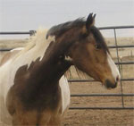 American Indian Horse | ცხენი | ცხენები | ცხენის ჯიშები