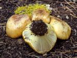 Cortinarius verrucisporus - fungi species list A Z