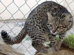 Geoffroy's Cat - wild cats - lynx | ფოცხვერი | focxveri 