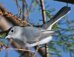 Blue-gray Gnatcatcher - Bird Species | Frinvelis jishebi | ფრინველის ჯიშები