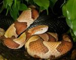 Agkistrodon contortrix phaeogaster  - Osage Copperhead - snake species list a - z | gveli | გველი 
