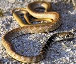 Coluber flagellum piceus - Red Racer | Snake Species