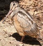American Woodcock - Bird Species | Frinvelis jishebi | ფრინველის ჯიშები