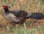 Kalij Pheasant - Bird Species | Frinvelis jishebi | ფრინველის ჯიშები