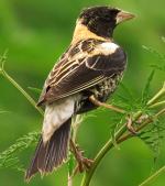 Bobolink - Bird Species | Frinvelis jishebi | ფრინველის ჯიშები