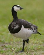 Barnacle Goose - Bird Species | Frinvelis jishebi | ფრინველის ჯიშები