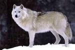 The  Bernard's Wolf - wolf species | mglis jishebi | მგლის ჯიშები