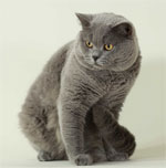 British Shorthair - cat Breeds | კატის ჯიშები | katis jishebi