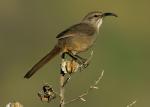 California Thrasher - Bird Species | Frinvelis jishebi | ფრინველის ჯიშები