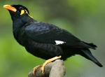 Hill Myna - Bird Species | Frinvelis jishebi | ფრინველის ჯიშები