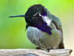 Costa's Hummingbird - Bird Species | Frinvelis jishebi | ფრინველის ჯიშები