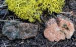 Lactarius rubriviridus - Fungi Species