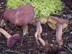 Calocybe onychina - Fungi Species