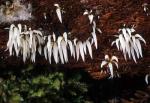 Mucronella bresadolae - fungi species list A Z