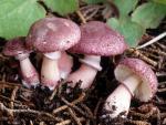 Lepiota roseolivida - fungi species list A Z