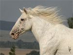 Altai - Horse Breeds | ცხენის ჯიშები| cxenis jishebi