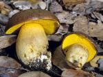 Boletus citriniporus - fungi species list A Z