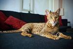Ashera - cat Breeds | კატის ჯიშები | katis jishebi