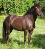 Arravani Horse | ცხენი | ცხენები | ცხენის ჯიშები