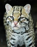 Pantanal Cat - wild cats - lynx | ფოცხვერი | focxveri