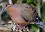 Zenaida Dove - Bird Species | Frinvelis jishebi | ფრინველის ჯიშები