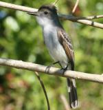 La Sagra's Flycatcher - Bird Species | Frinvelis jishebi | ფრინველის ჯიშები