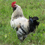 Ameraucana - chicken breeds List | qatmis jishebi | ქათმის ჯიშები