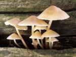 Mycena galericulata - Fungi Species