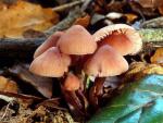 Mycena haematopus - Mushroom Species