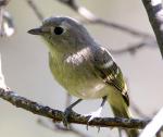 Hutton's Vireo - Bird Species | Frinvelis jishebi | ფრინველის ჯიშები