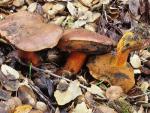 Boletus amygdalinus - fungi species list A Z