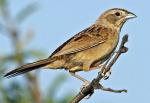 Botteri's Sparrow - Bird Species | Frinvelis jishebi | ფრინველის ჯიშები