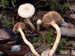 Chroogomphus tomentosus - Fungi Species