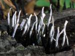 Xylaria hypoxylon - Fungi Species