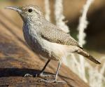 Rock Wren - Bird Species | Frinvelis jishebi | ფრინველის ჯიშები