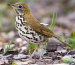 Wood Thrush - Bird Species | Frinvelis jishebi | ფრინველის ჯიშები