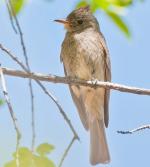 Greater Pewee - Bird Species | Frinvelis jishebi | ფრინველის ჯიშები