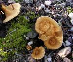 Coltricia cinnamomea - fungi species list A Z
