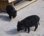 Tibetan - pig breeds | goris jishebi | ღორის ჯიშები