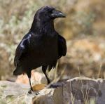 Chihuahuan Raven - Bird Species | Frinvelis jishebi | ფრინველის ჯიშები