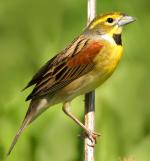 Dickcissel - Bird Species | Frinvelis jishebi | ფრინველის ჯიშები