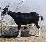 Benadir Goat - Goats Breeds | txis jishebi | თხის ჯიშები