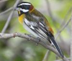 Western Spindalis - Bird Species | Frinvelis jishebi | ფრინველის ჯიშები