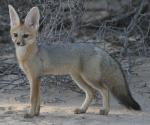 Blanford's Fox - fox species 