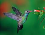 Broad-billed Hummingbird - Bird Species | Frinvelis jishebi | ფრინველის ჯიშები