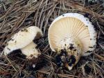 Hygrophorus gliocyclus - fungi species list A Z