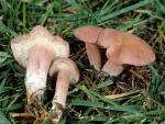 Calocybe carnea - fungi species list A Z