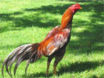Aseel  - chicken breeds List | qatmis jishebi | ქათმის ჯიშები